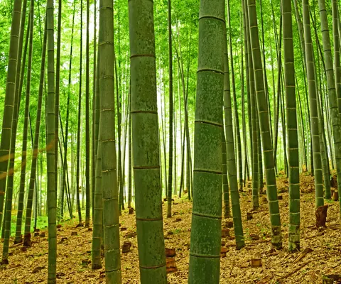 বাঁশ বাগান